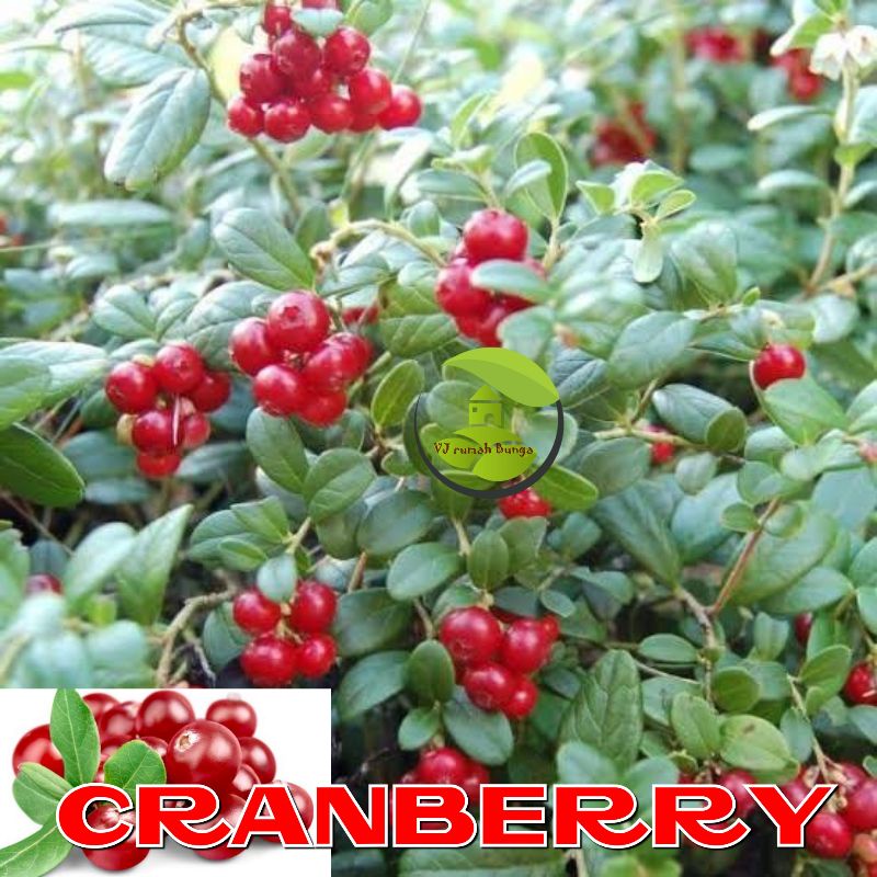 Benih biji buah cranberry