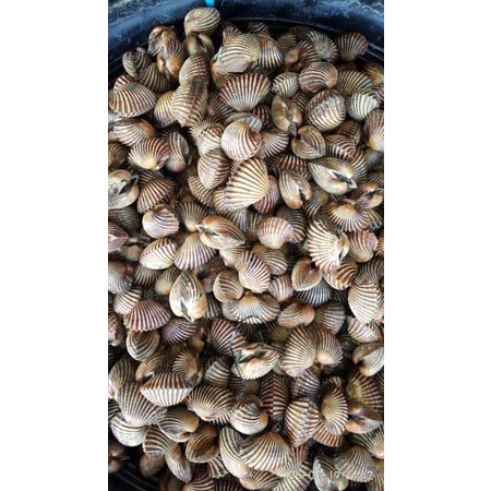 

kerang dara