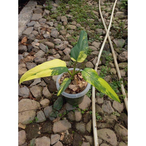 Philodendron Domesticum Variegata