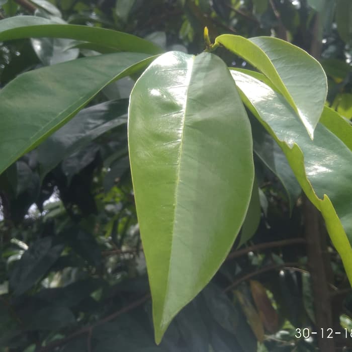 

daun sirsak