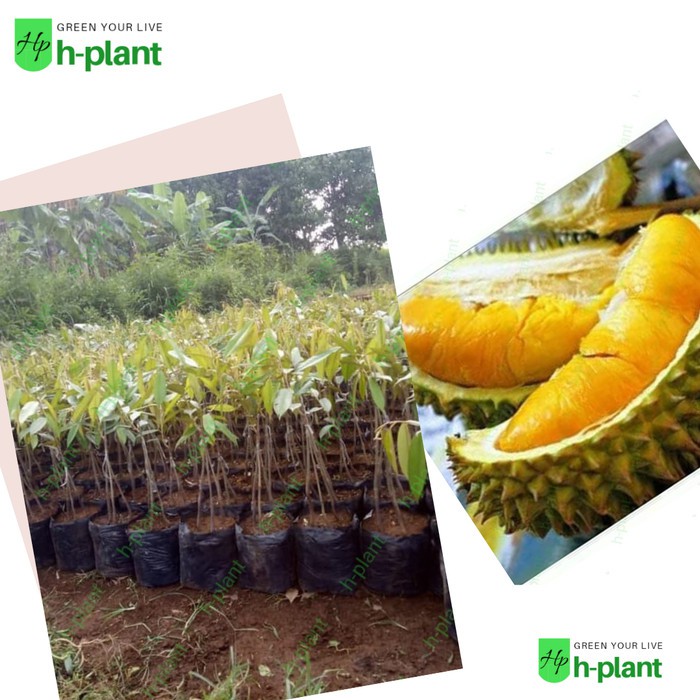 

terlaris Bibit Tanaman Buah Durian Musang King Kaki 3 Murah Kualitas Super