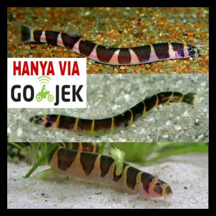 Kuhli Loach Untuk Aquascape Promo 