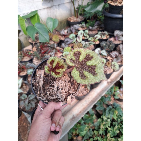 Tanaman hias begonia iron cross - Begonia tapak macan