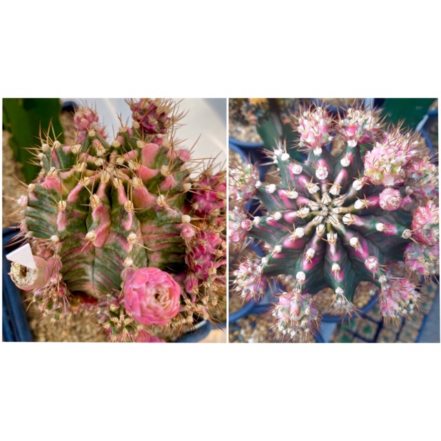 [LAST PACK] Gymnocalycium Mihanovichii Pink Diamond X Gymno Miha Pink Diamond seeds (imported)