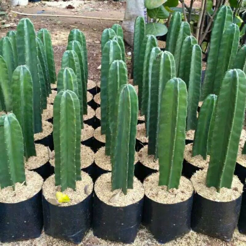 tanaman hias kaktus koboi kaktus belimbing-pohon kaktus koboi belimbing-kaktus koboy belimbing