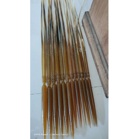 Gapit fiber sambung sungu + tuding sungu