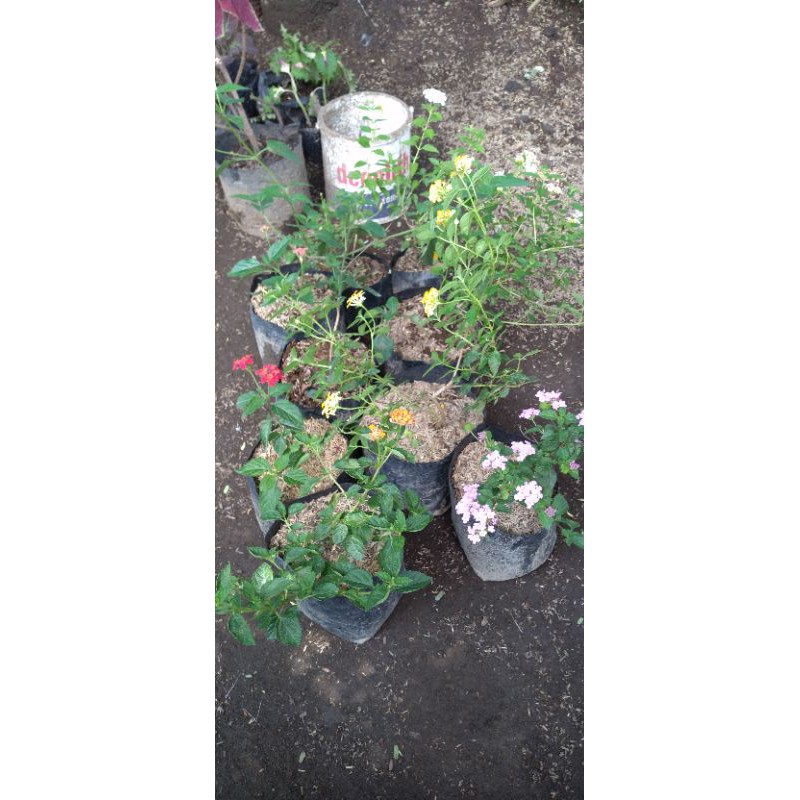 bibit bunga lantana jenis import