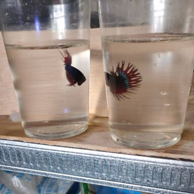 Cupang serit/crowntail