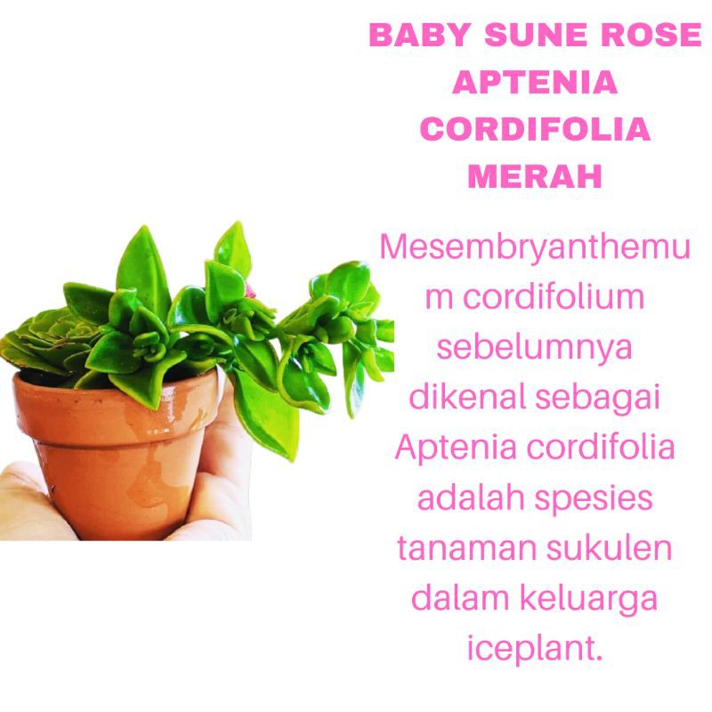 PROMO PAKET 3 TANAMAN HIAS BUNGA BABY SUNE ROSE APTENIA CORDIFOLIA MERAH KUALITAS SUPER | COD