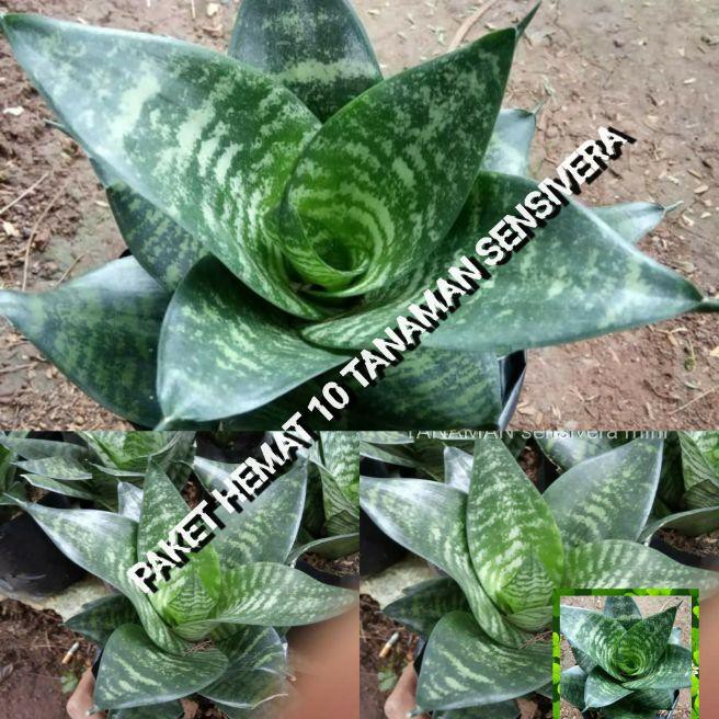 Endah Garden paket 10 tanaman bunga lidah mertua mini, sansivera hijau, lidah mertua hijau