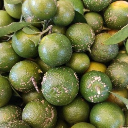 

500 GRAM JERUK SONKIT / JERUK KUNCI / LEMON CUI / SONKIT PONTIANAK / KASTURI / SONGKIT