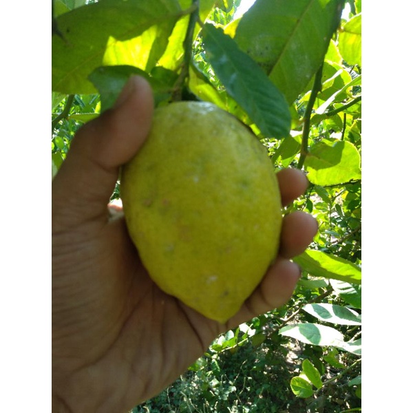 Bibit Jeruk Lemon jumbo