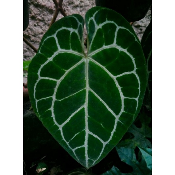 TANAMAN HIAS KUPING GAJAH / ANTHARIUM CRYSTALINUM DARK VARIAN DAUN