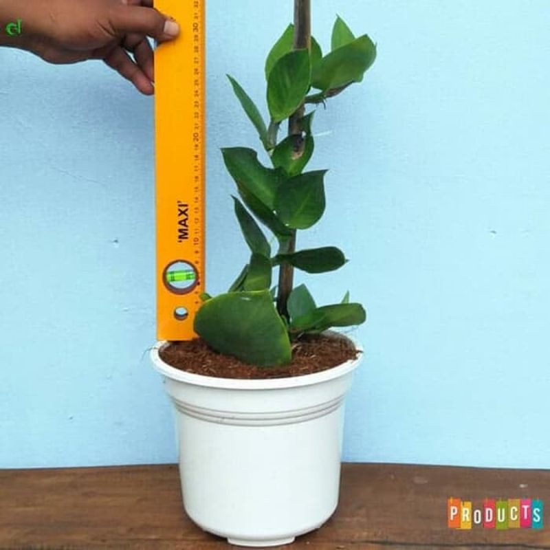 Dolar - Tanaman Hias Rambat Daun Dolar Daun Besar - Tanaman Dollar rambat - rhaphidophora hayi