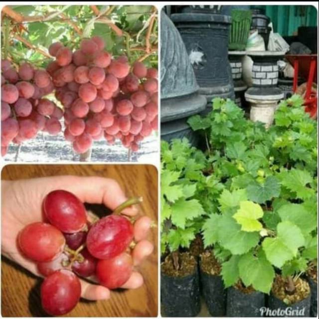 Bibit Anggur Merah PRABU BESTARI Stek Unggul