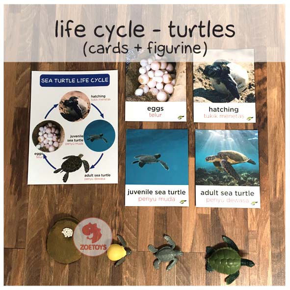 Zoetoys Paket Hemat Montess : Life Cycle Figures + Cards | Bee Butterfly Chicken Frog