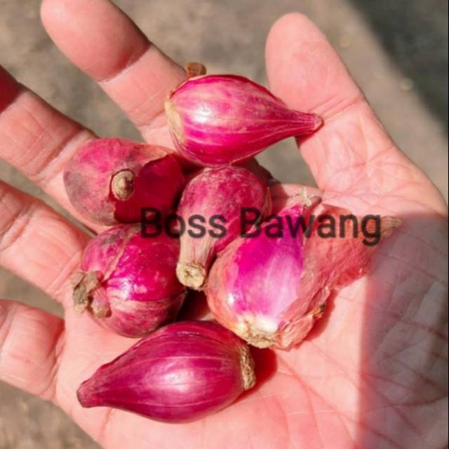

BAWANG MERAH BREBES SUPER 1 KG