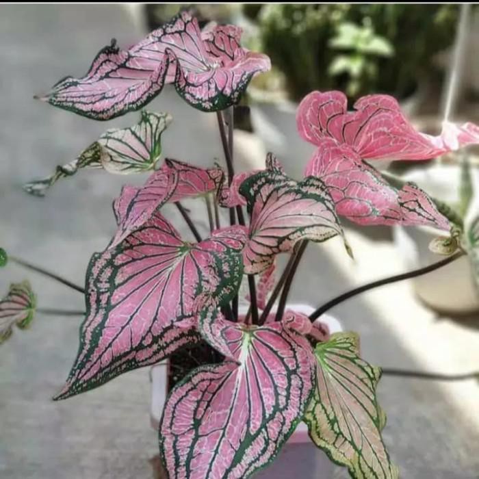 Tanaman hias Caladium thai beauty / Keladi wayang Keladi batik pink