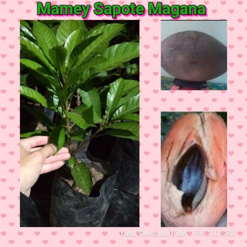 Bibit Tanaman Buah Mamey Sapote Magana