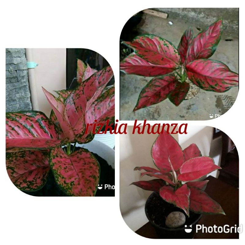 Bunga aglonema 3 jenis import