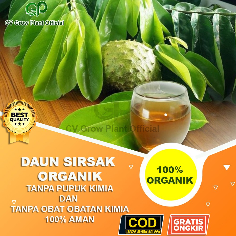 

Daun Sirsak Segar Nangka Belanda Asli Organik Anti Tumor Anti Kanker