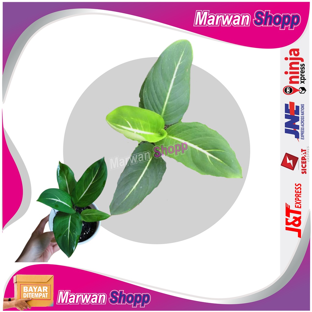 AGLONEMA HIJAU GARIS PUTIH tanaman hias marwan shopp