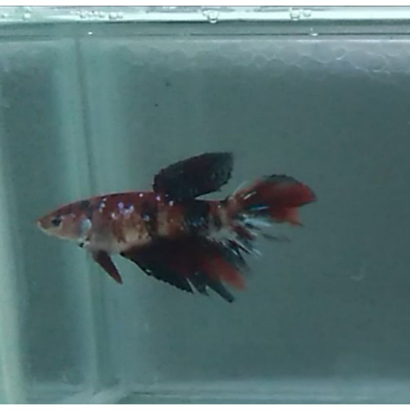 HM Nemo KOI GALAXY FEMALE