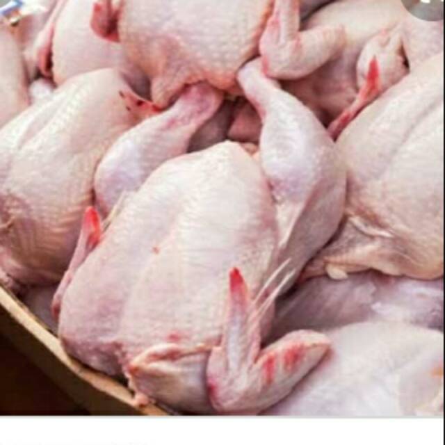 

Ayam 1 ekor sedeng potong 12