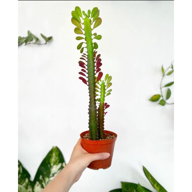 EUPHORBIA TRIGONA / EUPHORBIA TRIGONA RUBRA / EUPHORBIA / KAKTUS / BIBIT KAKTUS