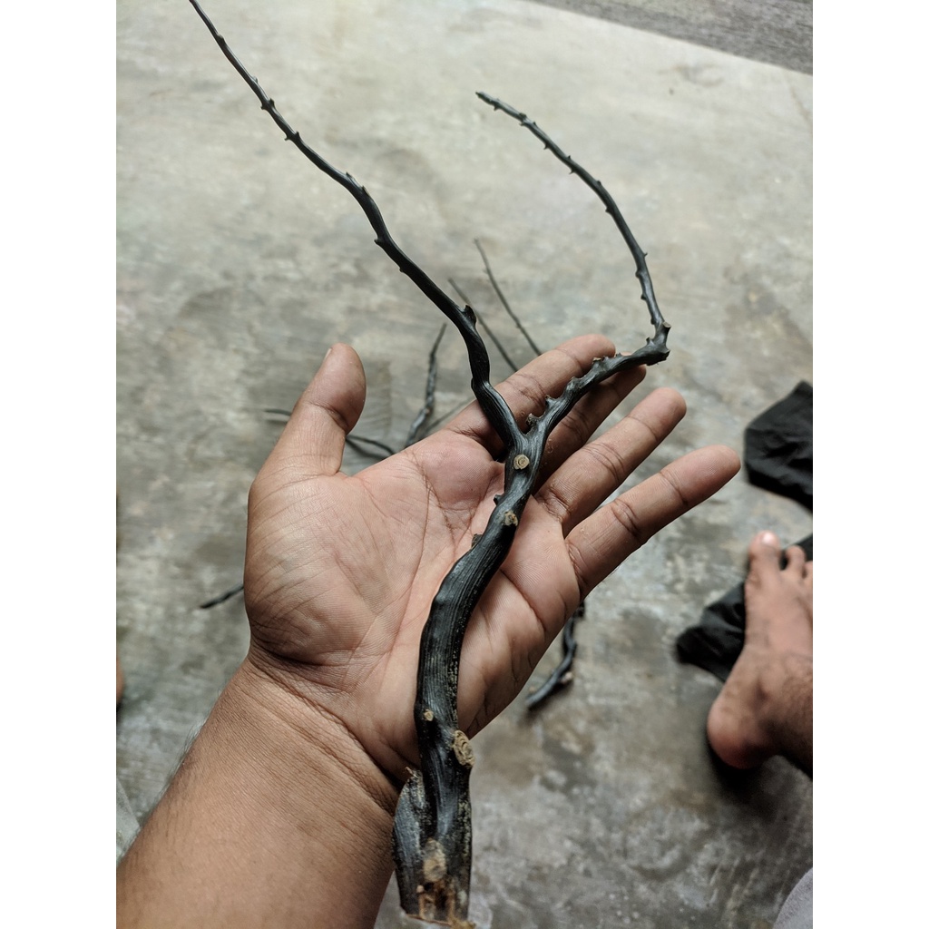 Bahan akar bahar hitam asli makasar size telunjuk