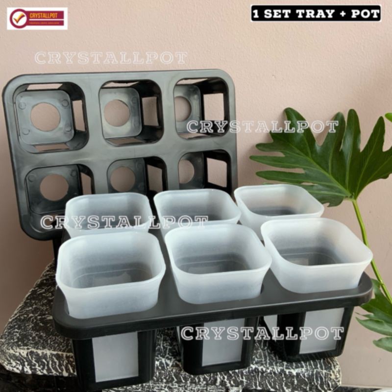 1 set Tray + pot nkt kotak 8 cm BENING TRANSPARAN | tray semai bibit