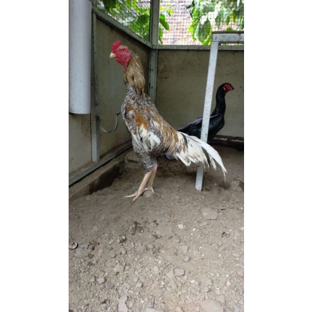 

telur shamo germany/ jerman
