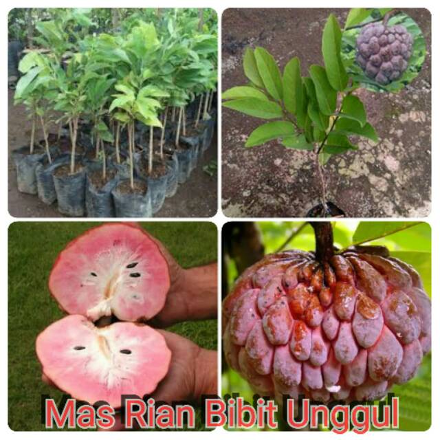 Bibit Buah Srikaya Merah Jumbo