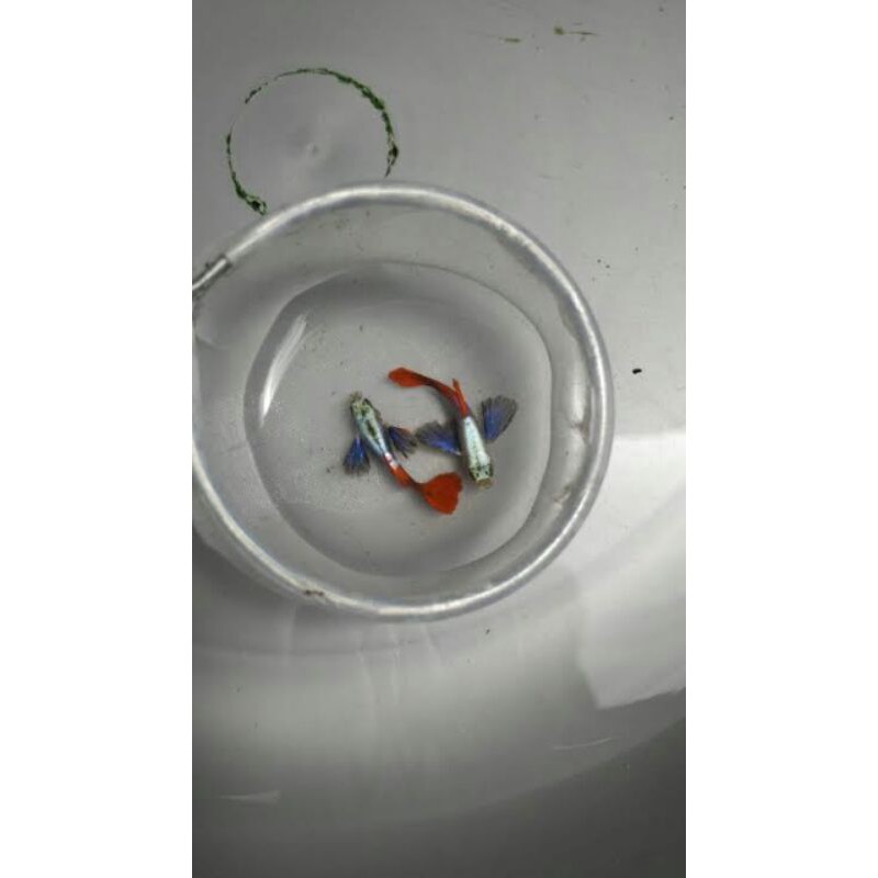 ikan guppy PRTDE | ikan hias | guppy murah
