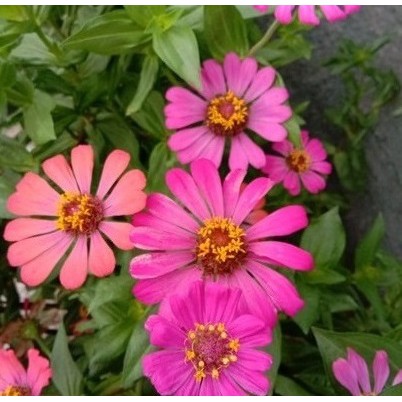 BENIH BUNGA ZINNIA BIBIT BUNGA UNGGUL