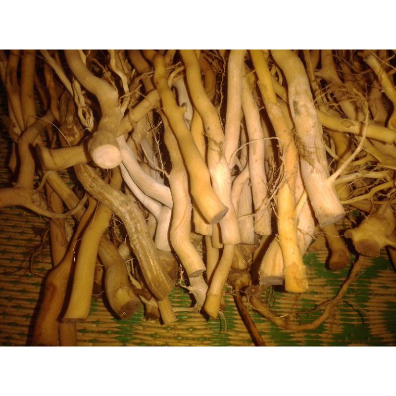 aquascape akar senggani