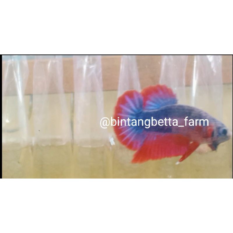 PROMO IKAN CUPANG GIANT~FREE FEMALE~Giant Betta Besgel Line Nemo Multi Colour~bintang betta farm