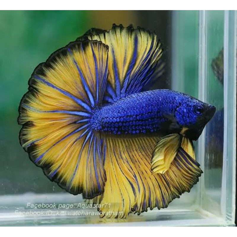 Ikan Cupang Halfmoon MG size M