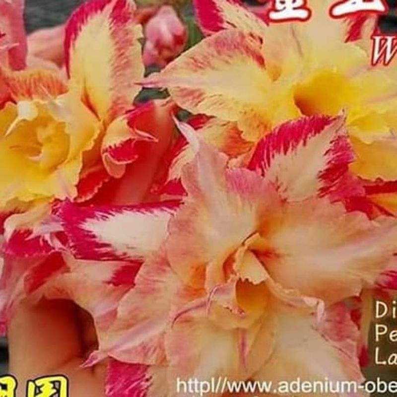 Bibit bunga adenium kamboja jepang wealthy-bibit kamboja