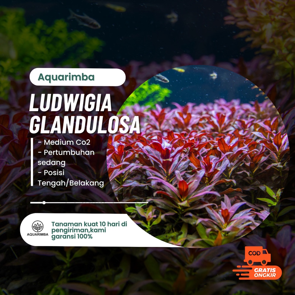 Ludwigia glandulosa ( tanaman aquascape )