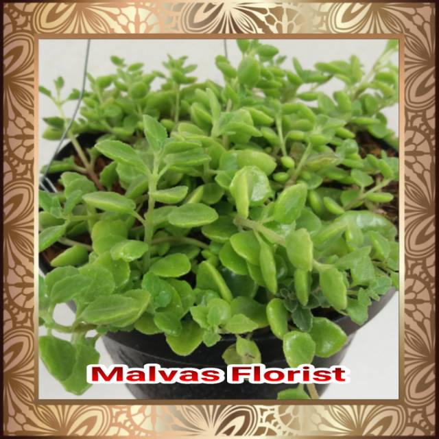 Tanaman hias - bibit bunga gantung rantai