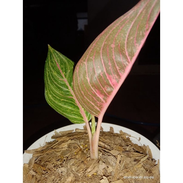 Aglonema green legacy