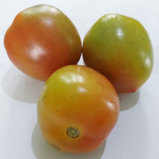 

Tomat Buah 500gr