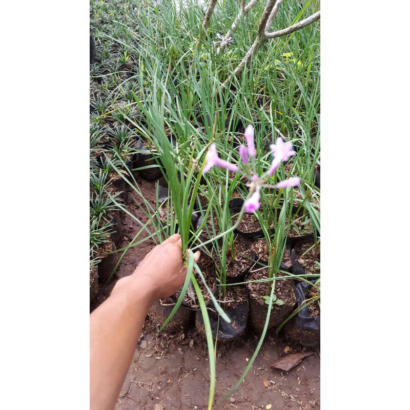 

tulip ungu