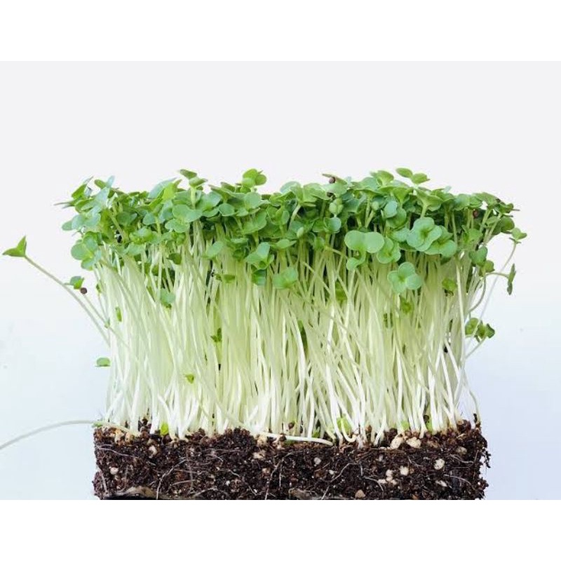 Benih Microgreen Sprout Benih Bibit Microgreen Alfalfa Red Cabbage Broccoli Buckweat