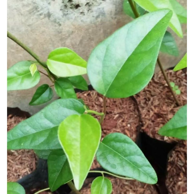 Bibit cincau rambat cincau hijau jelly