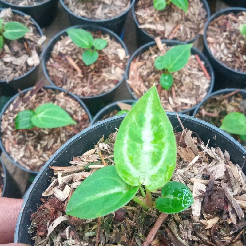 baby kuping gajah silver