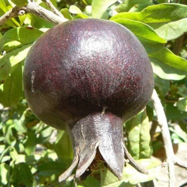 Bibit delima hitam