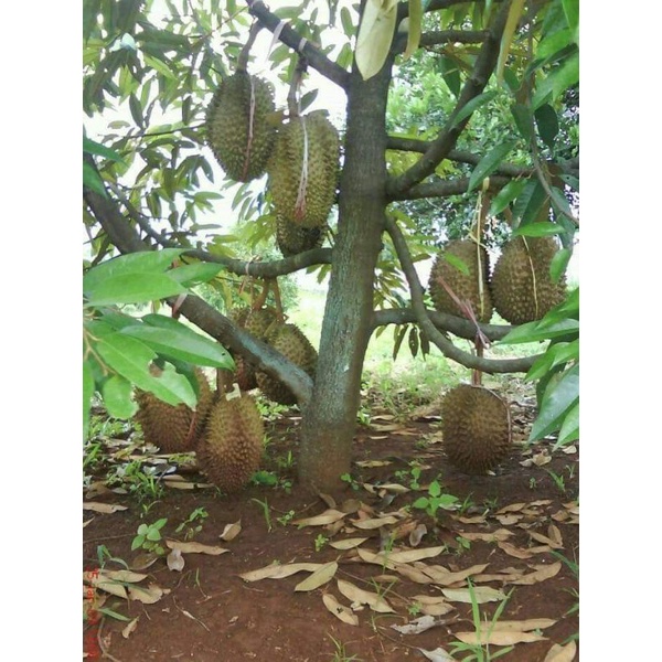 bibit durian musang king tinggi 80-1meter