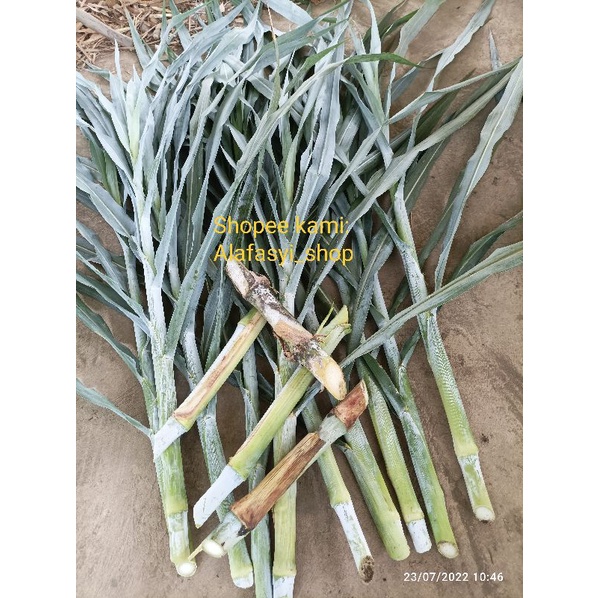Bibit Rumput Zanzibar isi 100 stek